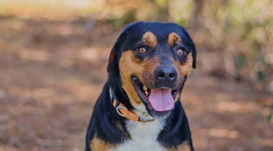 Pit Rot Mix Outside