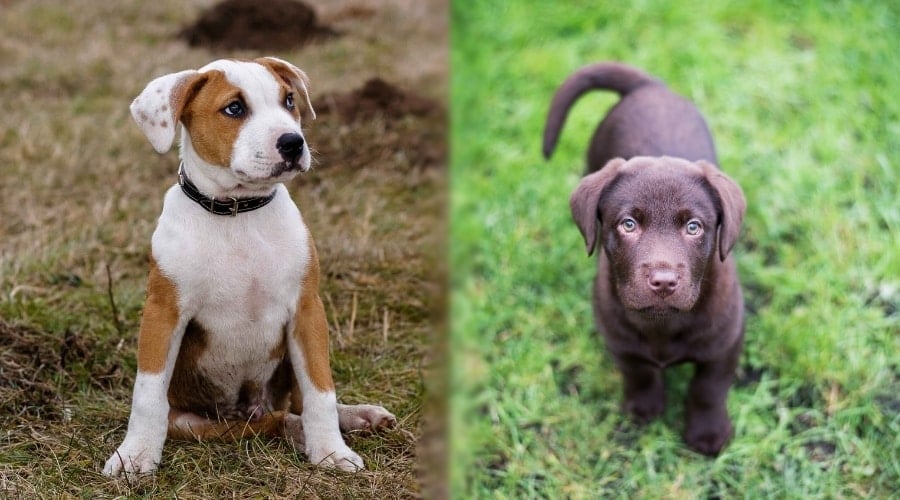 Pit and Lab Puppies Outdoors