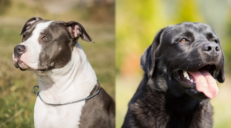 Pit and Lab in Training