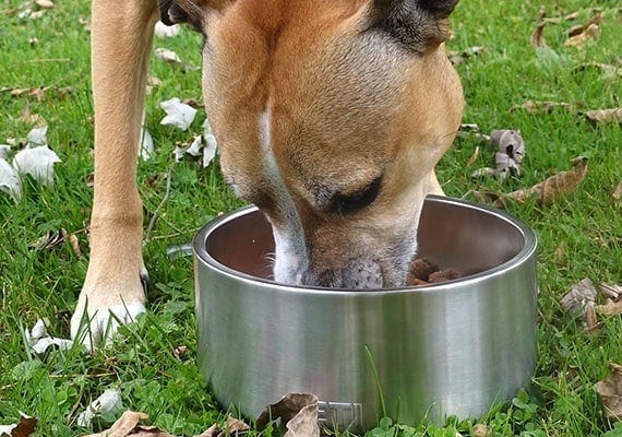 Pit Bull mix eating out of the best premium stainless steel dog bowl - The Yeti Boomer 8