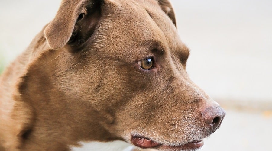 Pitador Grooming Needs