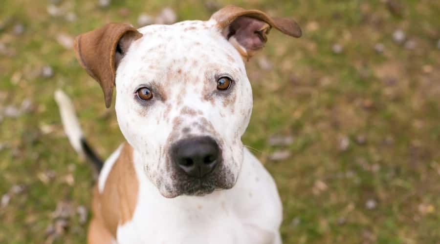 Pitahoula Playing Outdoors