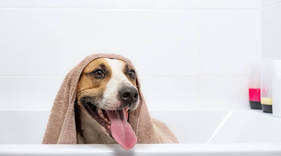 Pitbull Bathing Chemicals to Avoid