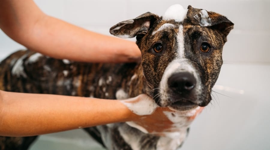 Pitbull Being Bathed