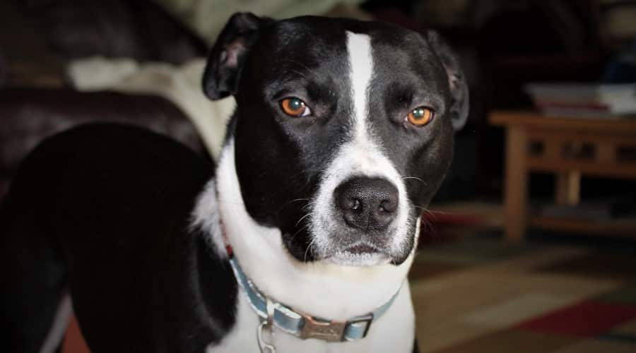 Pitbull Border Collie mix running