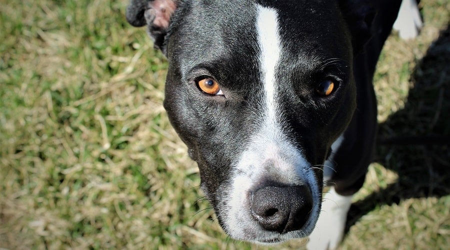 Border Collie Pitbull Mix Borderbull Breed Information Canine Journal