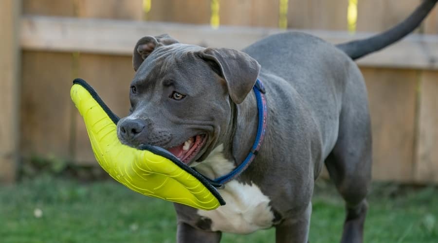 Pitbull Chewing Dog Toy