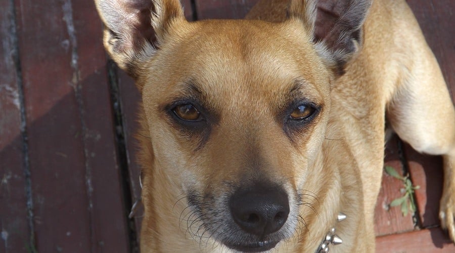 Pitbull Chihuahua Mix