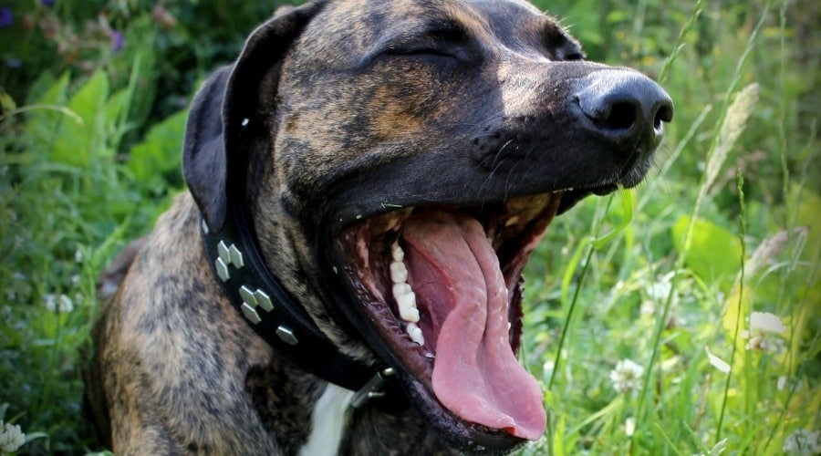 Pitbull Corso mix Yawning
