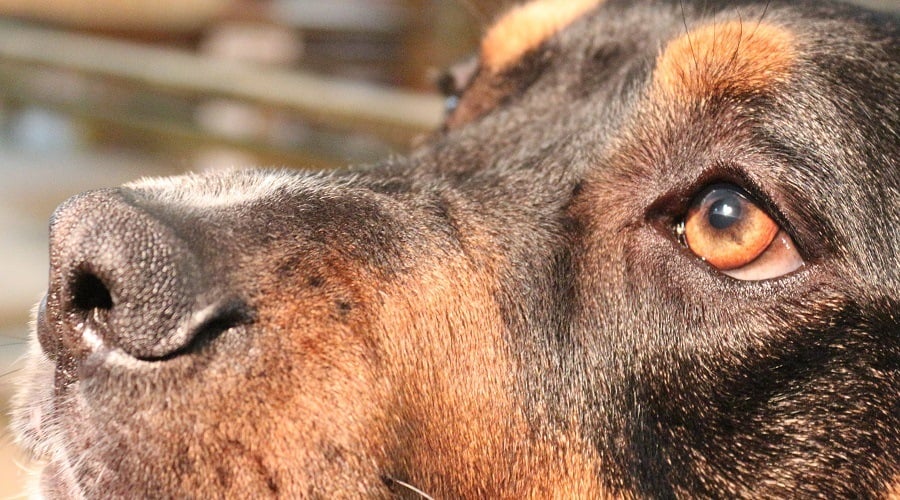 Pitbull Doberman