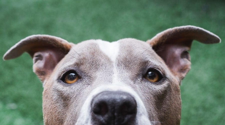 Pitbull Dog Looking Around