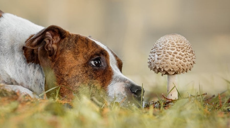 Pitbull Dog Looking at Fungus Growing From Ground