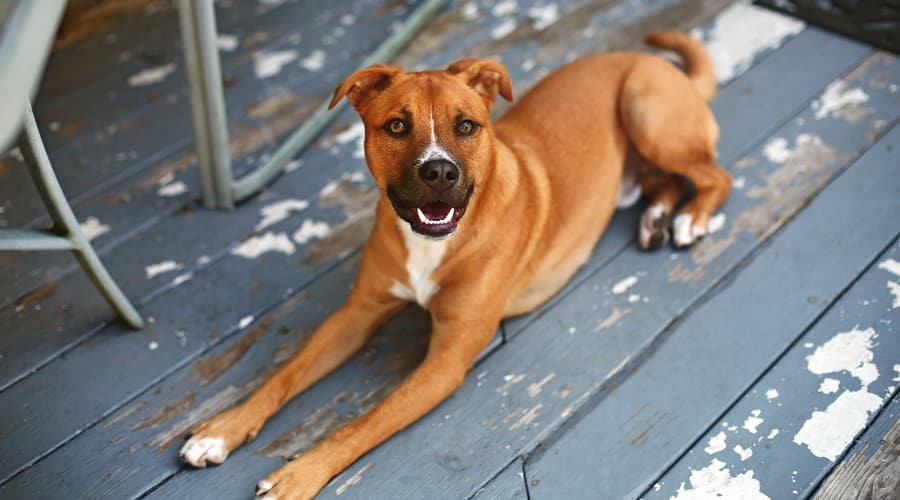 Pitbull GSD on Porch