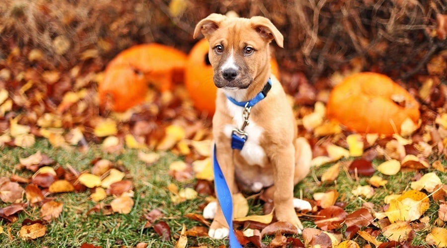 American Pitbull Terrier Sitting
