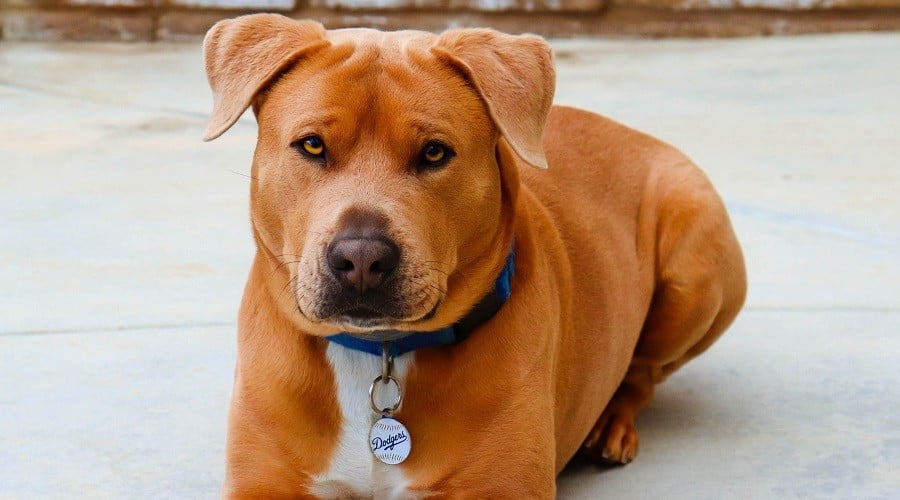 Pitbull Golden Retriever