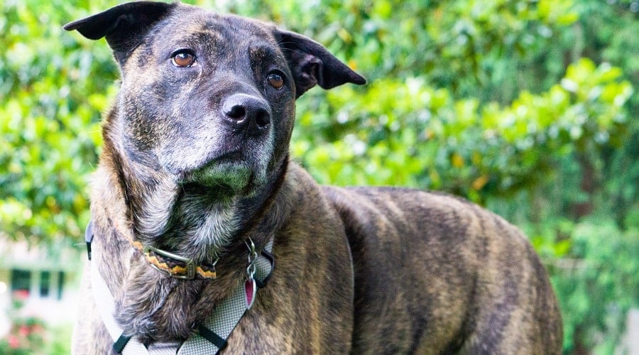 Pitbull Lab Mix Rescue Dog