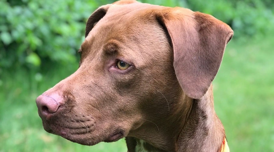 Pitbull Labrador Mix Brown Coat