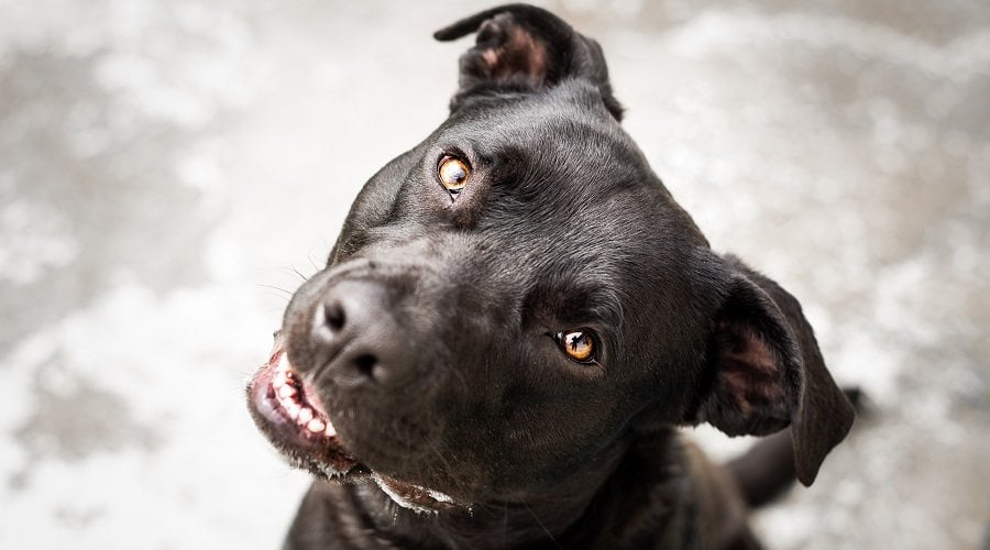 Pitbull Terrier