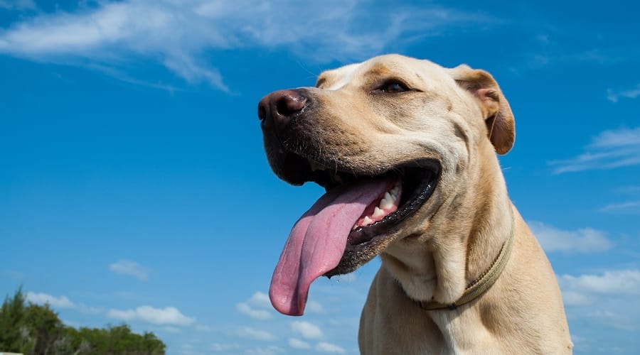 Pitbull Labrador Retriever Training in Park