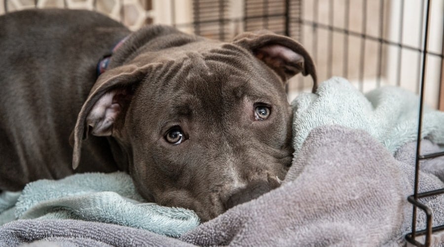 Pitbull laying on towels in crate.