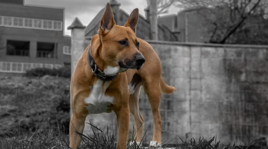 Pitbull Malinois Mix