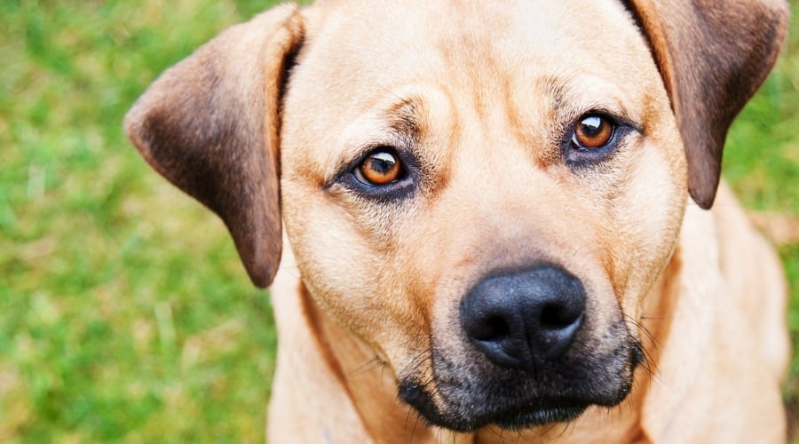 Pitbull Mastiff Mix