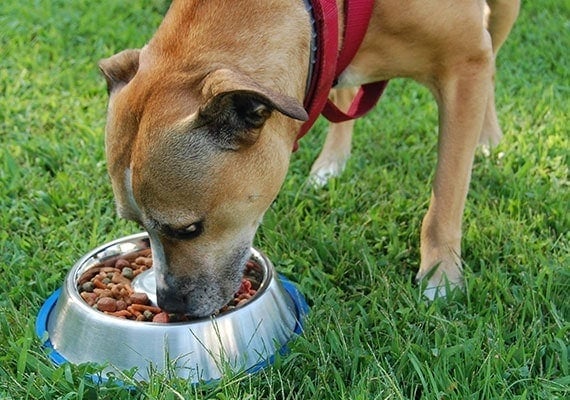 Pit Bull mix eating from stainless steel slow-feed dog bowl