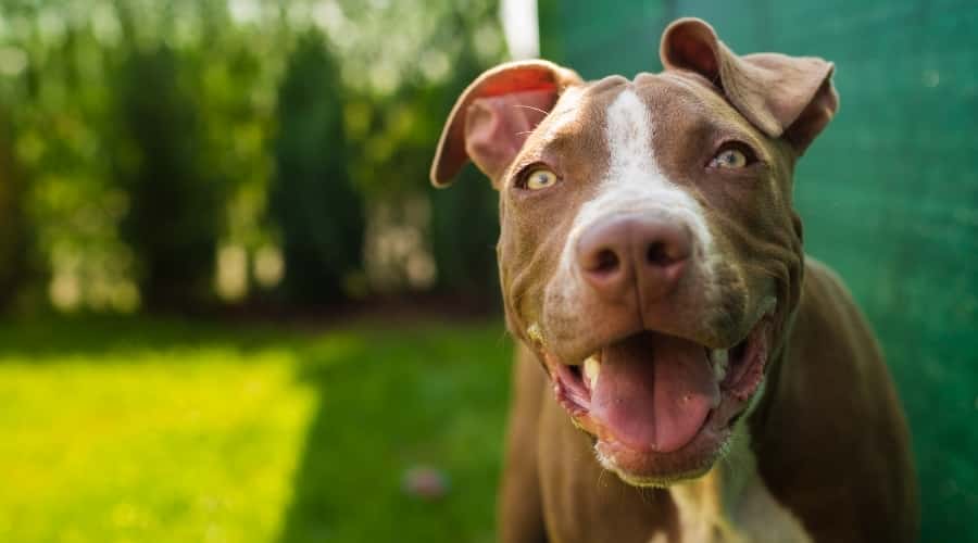 Pitbull Outdoors