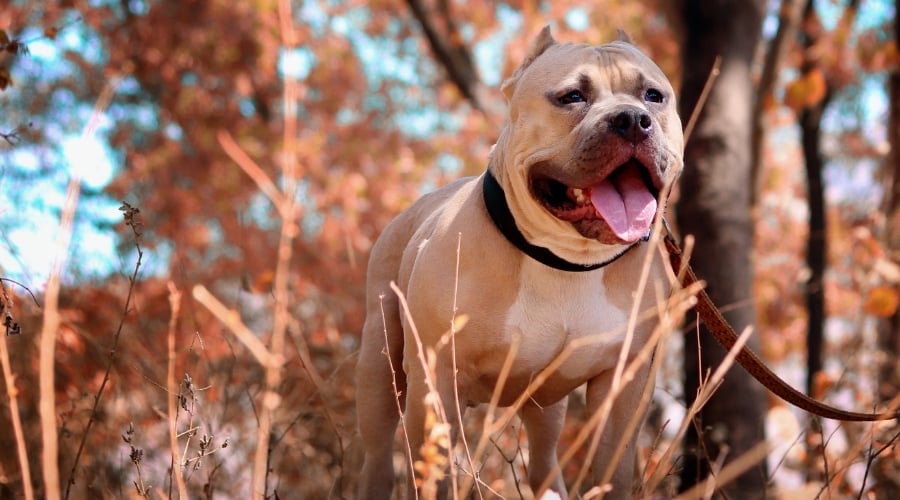 Pitbull Outdoors in Woods