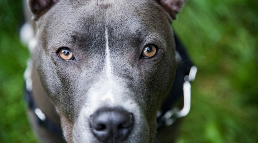 Pitbull Outdoors on Grass