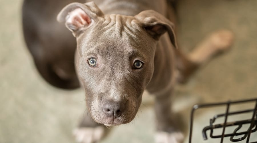 Pitbull looking up at camera sad.