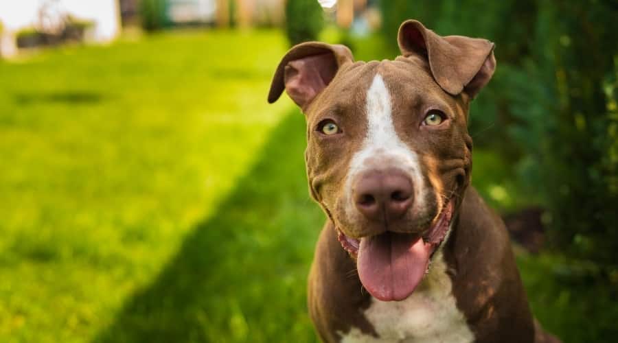 Brown Pitbull smiling outside.
