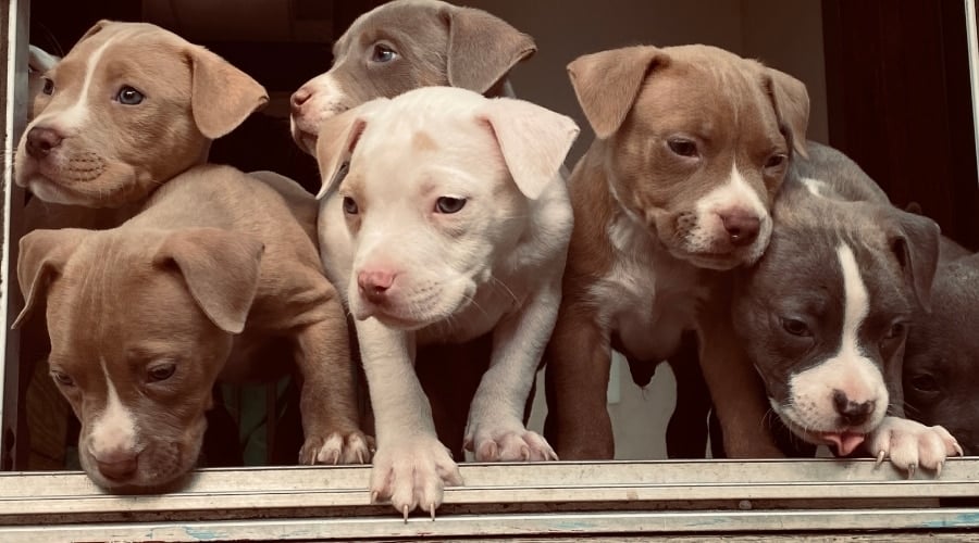 Pitbull puppy dogs together.