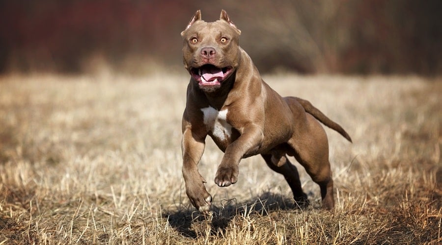 Pitbull Terrier Aggressive