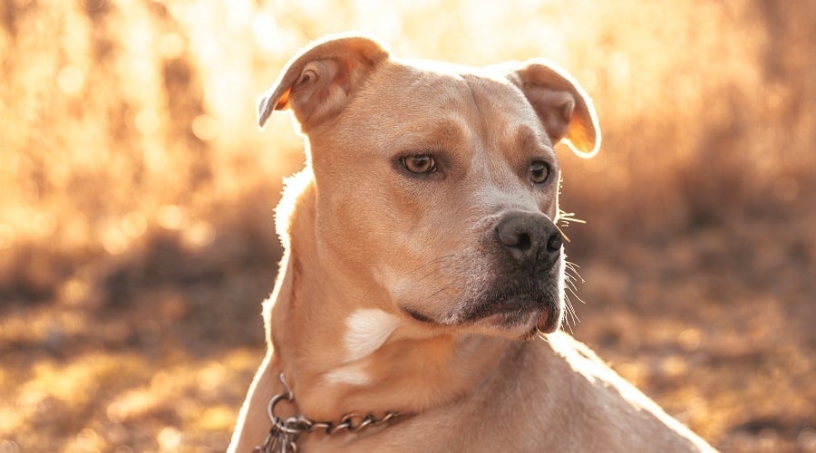 Pitbull Terrier Labrador Mix