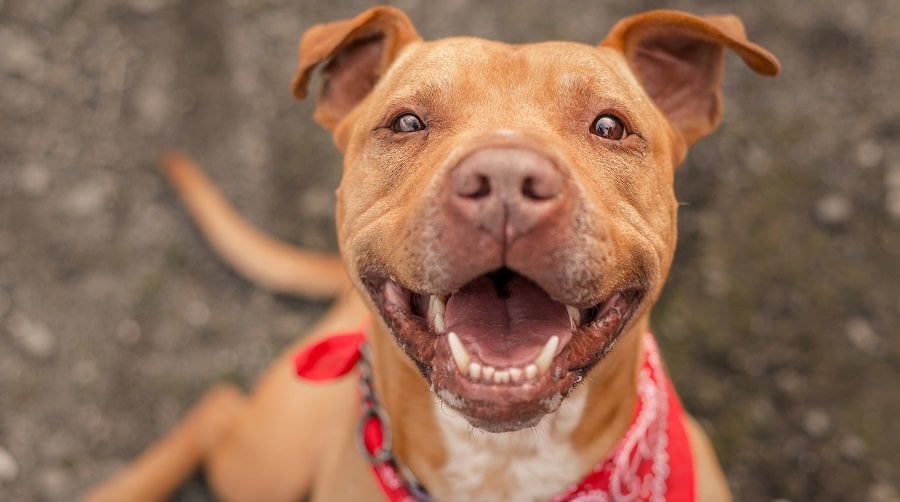 Pitbull face up close.