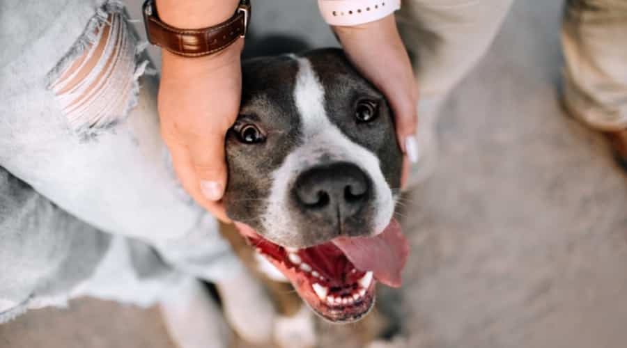 Pitbull Terrier Outdoors Near Humans