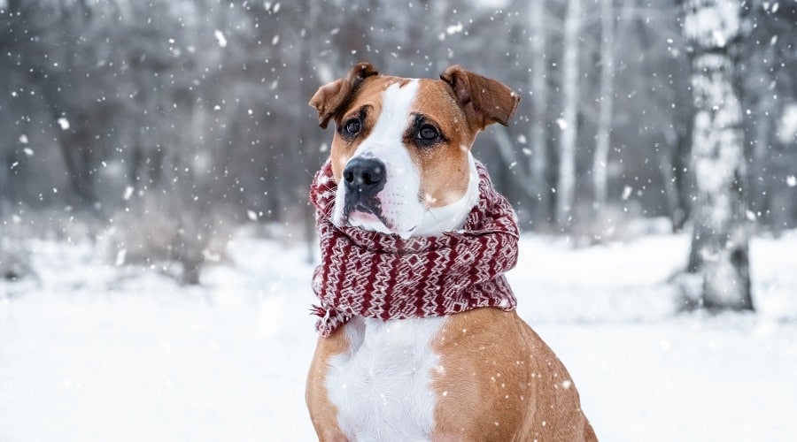 Pitbull Terrier in Snow