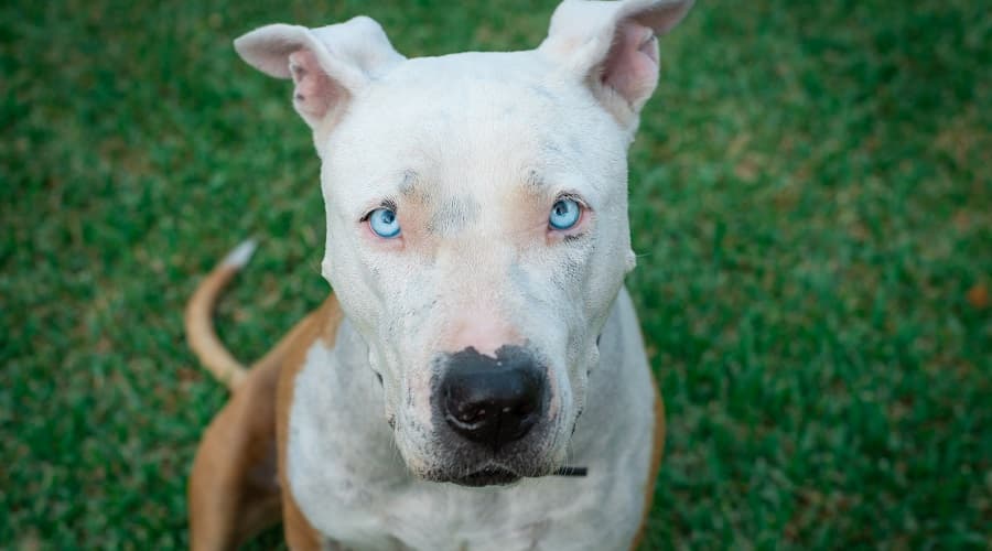 Pitbull Terrier with Blue Eyes