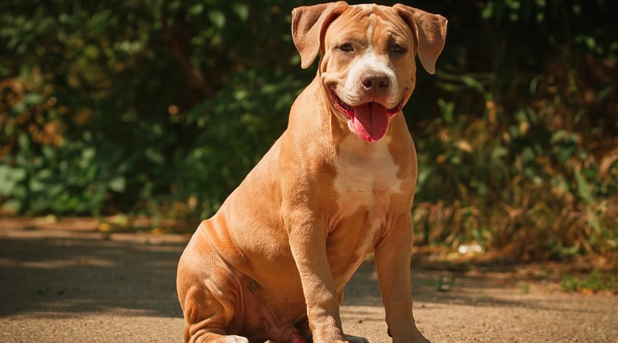 Pitbull Terrier
