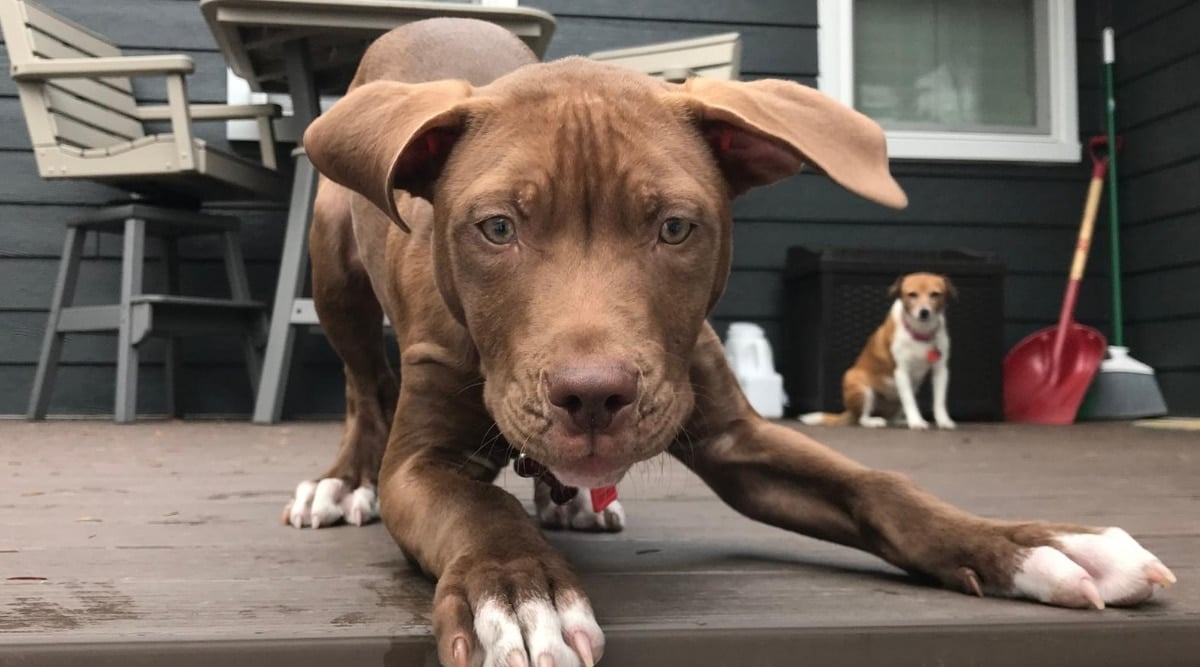 Pitbull Weimaraner mix.
