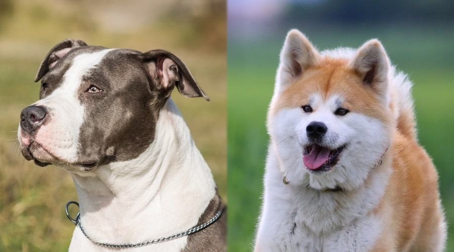 Pitbull and Akita Needing Groomed