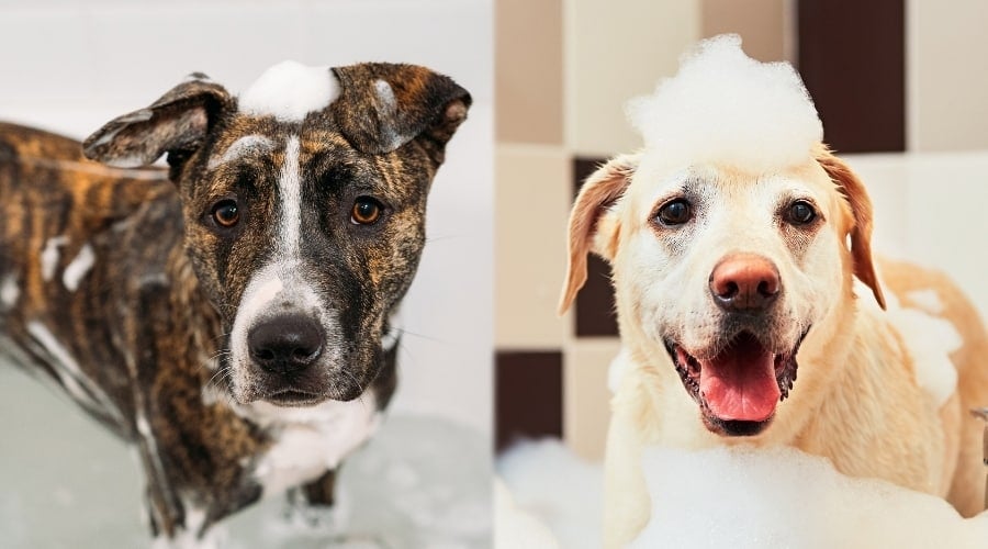 Pitbull and Lab Getting Groomed