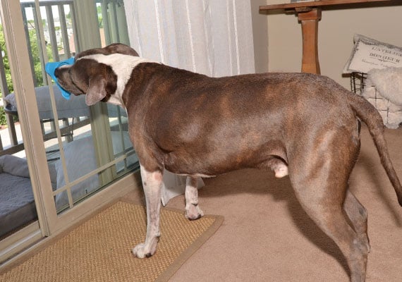 Pitbull dog licking Aquapaw lick mat attached to glass sliding door
