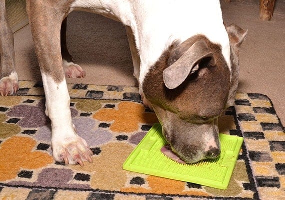 Pitbull licking peanut butter from Lickimat Soother on rug