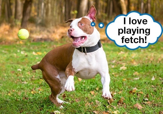 Dog catching ball with speech bubble