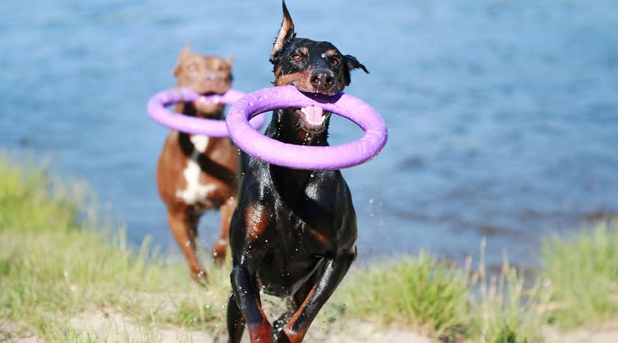 Pitbull vs Doberman Exercise Requirements