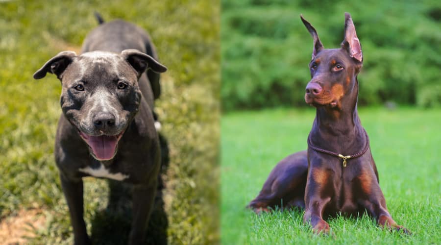 Pitbull vs Doberman Grooming
