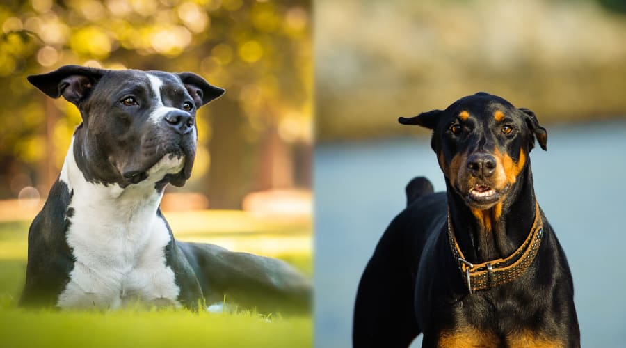 Pitbull vs Doberman Health