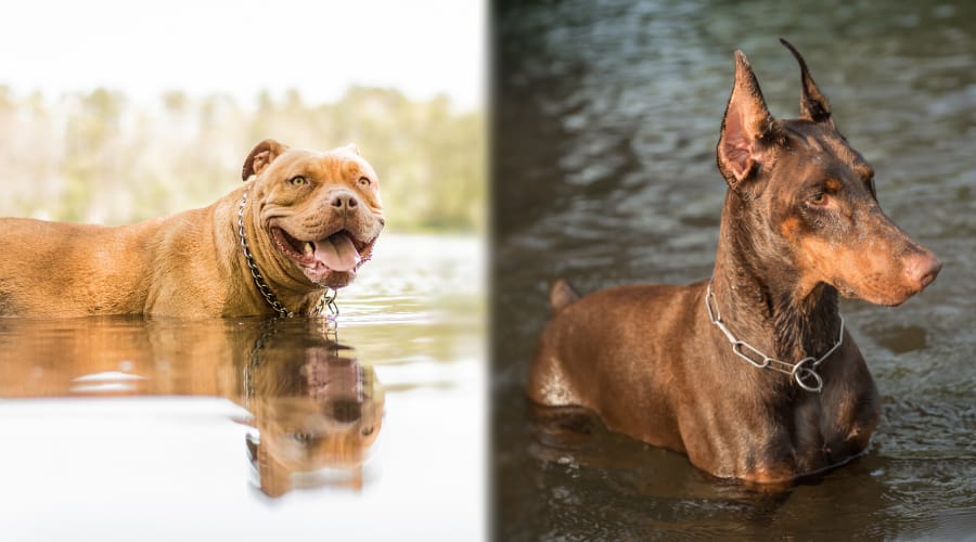Pitbull vs Doberman